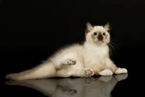 Ragdoll Cat Breed Prints: Cat - Ragdoll