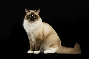Personalized Pet Portraits Prints: Cat - Ragdoll