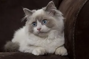 Semi Longhair Cat Breeds Prints: Cat - Ragdoll