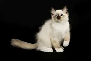 Feline Photography Prints: Cat - Ragdoll kitten