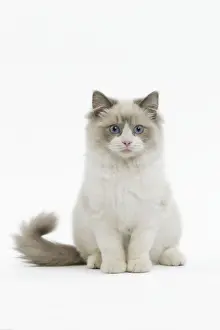 Ragdoll Cat Print LA-8321
