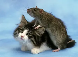 Jean Michel Labat Artist Prints: Cat and Rat together