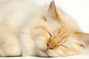 Feline Photography Prints: Cat - Red Tabby sleeping