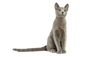 Prints of LA-5454 Cat - Russian Blue in studio Jean-Michel Labat Please note that prints are for personal display purposes only and may not be reproduced in any way. Russian Blue Prints: Russian Blue Cat Print LA-5454