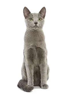 Prints of LA-5457 Cat - Russian Blue in studio Jean-Michel Labat Please note that prints are for personal display purposes only and may not be reproduced in any way. Russian Blue Prints: Russian Blue Cat Print (LA-5457)