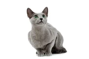 Prints of LA-8479 Cat - Russian blue in studio Jean-Michel Labat Russian Blue Prints: Russian Blue Cat Studio Print LA-8479 by Jean-Michel Labat