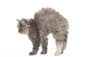 Baby Kittens For Sale Prints: Cat - Selkirk Rex kittens in studio - arching back, stretching