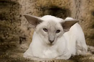 Siamese Cat Breeds Prints: Cat - Siamese