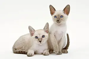 Siamese Cat Breeds Prints: Cat - Siamese - two kittens in studio