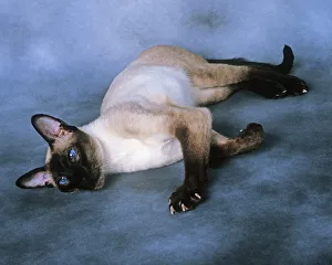 Cat - Siamese Seal Point - Lying down Cat - Siamese Seal Point - Lying down