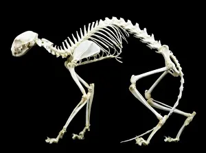 Images Dated 24th June 2011: Cat Skeleton Print LA-82