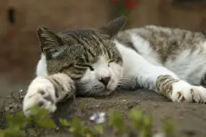Jean Michel Labat Artist Prints: Cat Sleeping