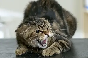 Personal Use Cat Pictures Prints: Cat Snarling