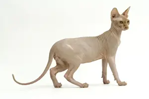 Rare Cat Breeds Prints: Cat - Sphinx