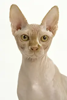 Hairless Domestic Cats Prints: Cat - Sphynx