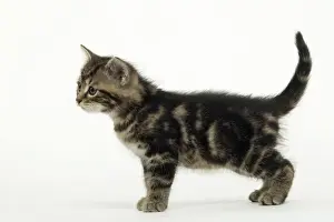 Tabby Kitten Prints: CAT - Tabby Kiten