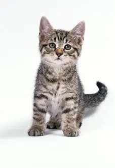 Cat Photography Prints: Cat Tabby Kitten