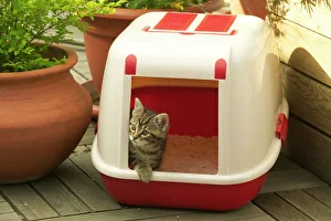 CAT - Tabby Kitten in litter tray CAT - Tabby Kitten in litter tray