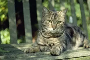 Tabby Cat Breeds Prints: Cat - tabby lying on bench