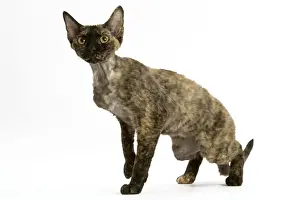 Studio Cat Portraits Prints: Cat - tortie Devon Rex in studio