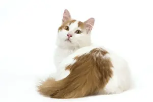Turkish Van Cat Studio Print LA-7873