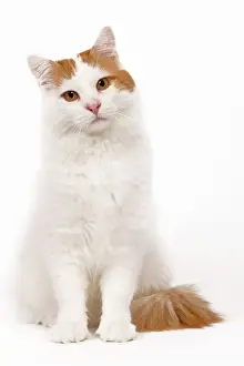 Domestic Mammal Pets Prints: Cat - Turkish Van in studio