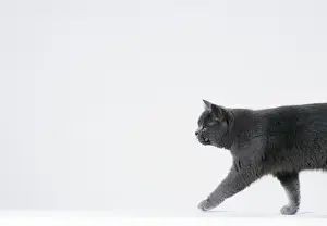 John Daniels Photos Prints: Cat Walking sequence G2