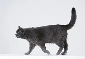 Cat Photography Prints: Cat Walking sequence G5