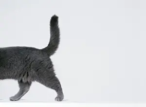 Pet Photography Art Prints: Cat Walking sequence G8