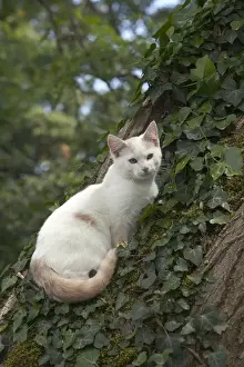 Feline Wildlife Art Prints: Cat - White cat in tree