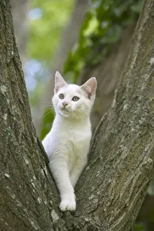 White Cat in Tree Print