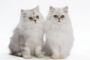 Images Dated 26th September 2010: Cat - white Persian kitten in studio