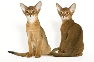 Abyssinian Cat Breeds Prints: Cats - Abyssinian - in studio