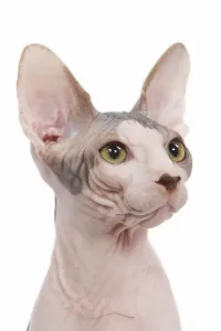 Hairless Cat Breeds Prints: Cat - Sphinx in studio
