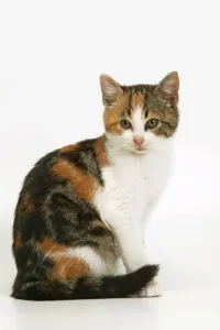 Cat Prints: Tortoiseshell and White Cat Print