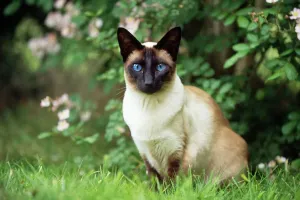 Cat Prints: Seal Point Siamese Cat Print