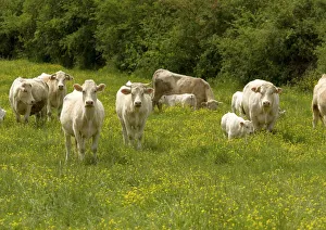 Cattle with calves in lush flowery pasture with buttercups Cattle with calves in lush flowery pasture with buttercups