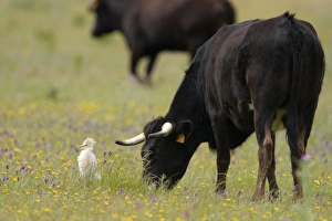 Cattle Egret - Feeding among cattle in a wildflower meadow Cattle Egret - Feeding among cattle in a wildflower meadow