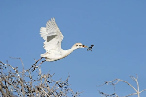 Cattle Egret - Gathering nest material Cattle Egret - Gathering nest material