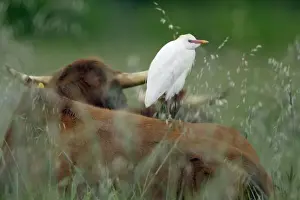 Portugal Nature Images Prints: Cattle Egret - resting on cows back, Alentejo, Portugal