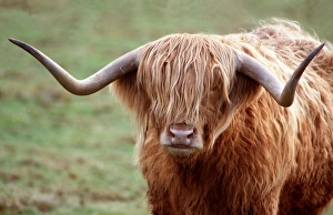 Cattle - Highland Bull, Faces Cattle - Highland Bull, Faces