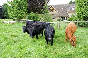 Cattle - small herd of Dexter cows and orphan lambs in small field Cattle - small herd of Dexter cows and orphan lambs in small field