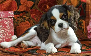 Cavalier King Charles Dog - puppy Cavalier King Charles Dog - puppy