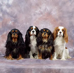Cavalier King Charles Spaniel Dog Cavalier King Charles Spaniel Dog