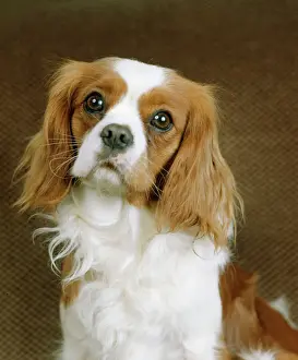 Dog Prints: Cavalier King Charles Spaniel Dog Print by Ardea