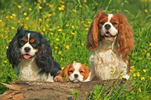 Cavalier King Charles Spaniel - three sitting behind log Cavalier King Charles Spaniel - three sitting behind log