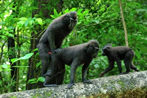Celebes Crested Macaque / Crested Black Macaque Celebes Crested Macaque / Crested Black Macaque