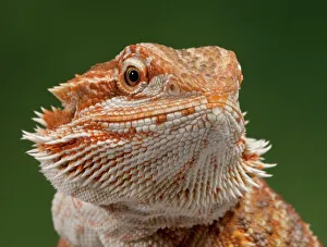 Central / Inland / Yellow-headed Bearded Dragon Central / Inland / Yellow-headed Bearded Dragon