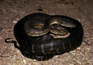 Centralian carpet python - has heat sensory pits. Can reach 2.5 metres Centralian carpet python - has heat sensory pits. Can reach 2.5 metres