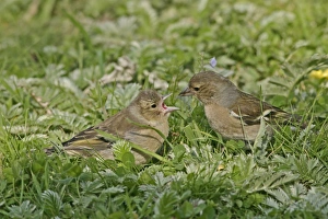 Chaffinch - Female feeding youngster in meadow Chaffinch - Female feeding youngster in meadow